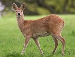 Discover how we can control Chinese Water Deer on your land...