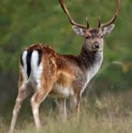 Discover how we can control Fallow Deer on your land...