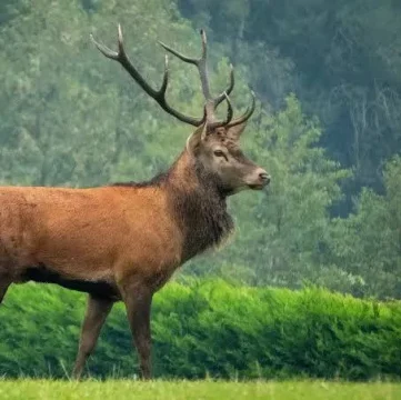 Red Deer - Largest UK deer and land mammal