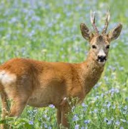 Discover how we can control Roe Deer on your land...