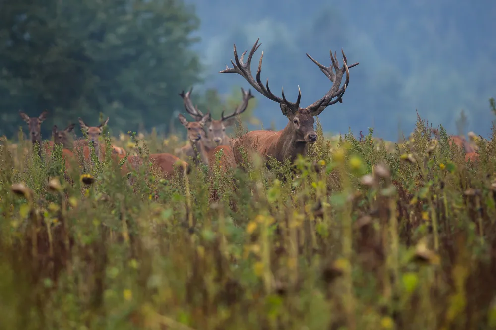 UK-Deer-Hunting-Season