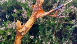 Deer Damage