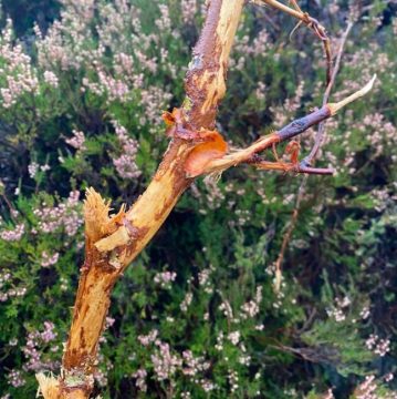 Deer Damage