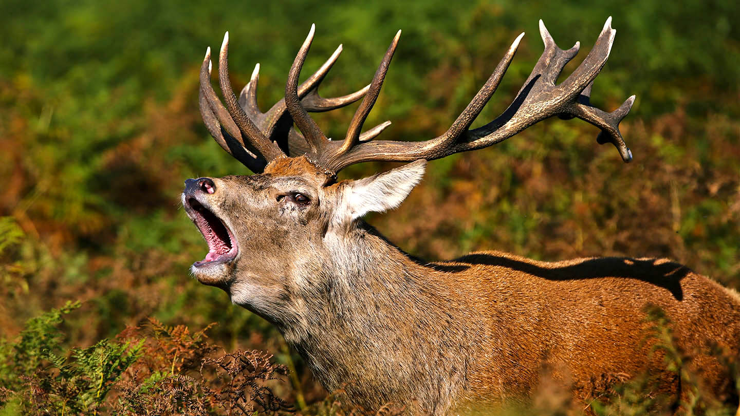red-deer
