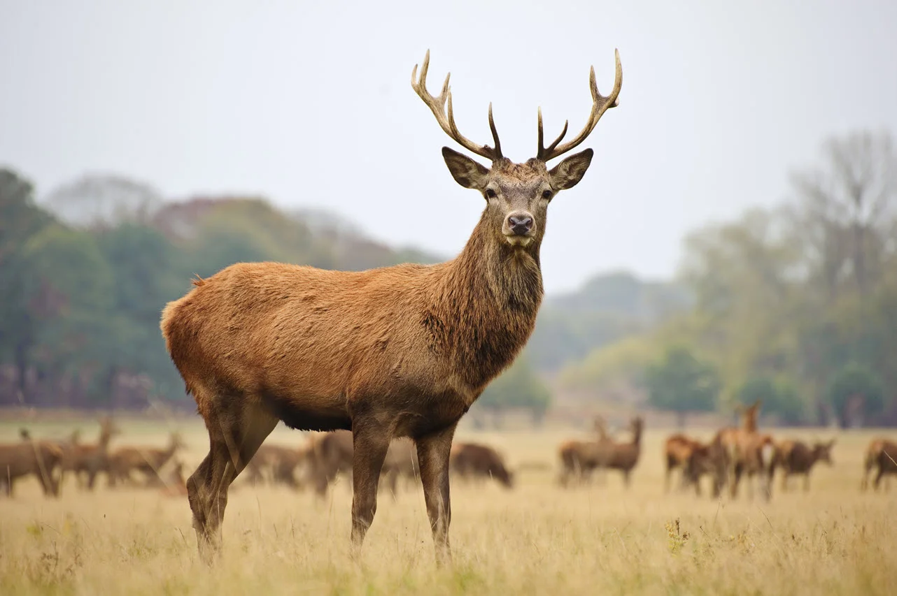 red-stag-in-Autumn
