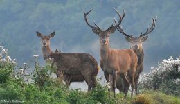 red_deer_summary