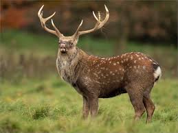 Discover how we can control Sika Deer on your land...