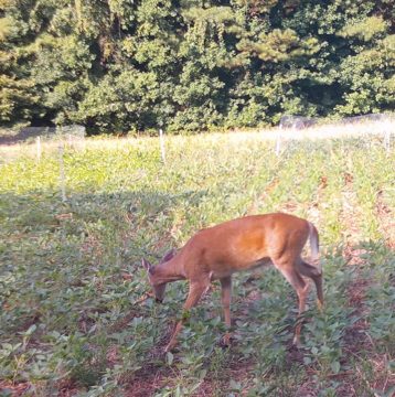 Grazing - Feeding on shoots and buds
