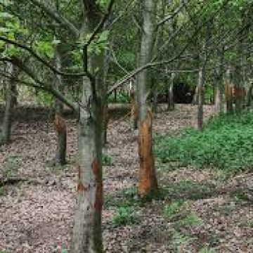 Bark stripping - damaging trees