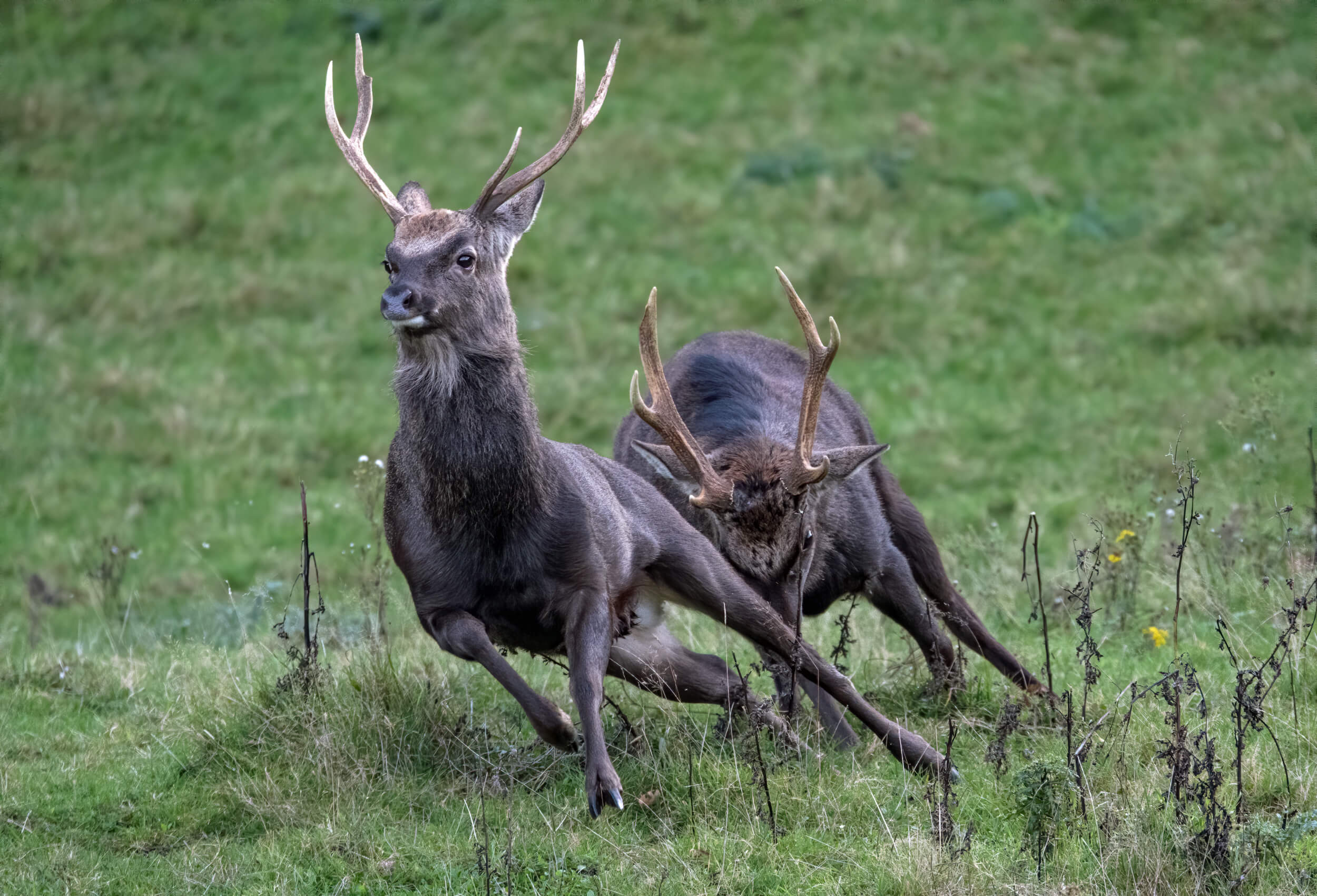 A-Sika-Stag