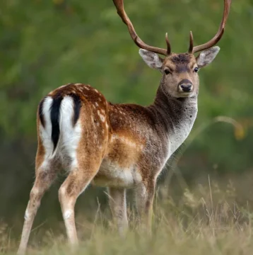 Fallow Deer - Form large herds