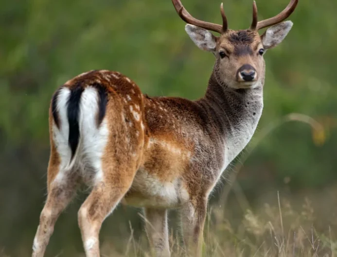 Fallow-deer