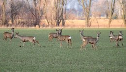 Grazing Deer Damage