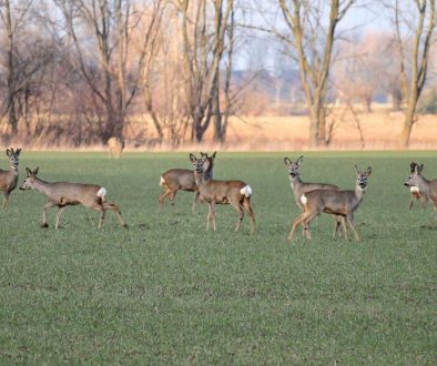 Grazing Deer Damage