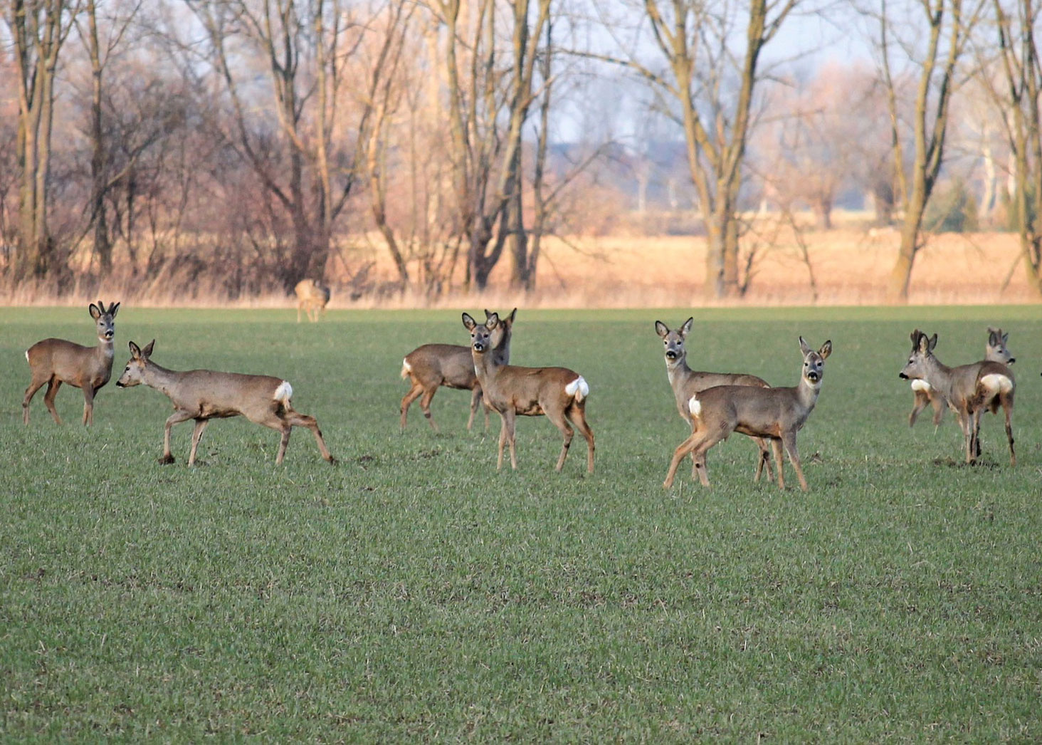 Grazing Deer Damage