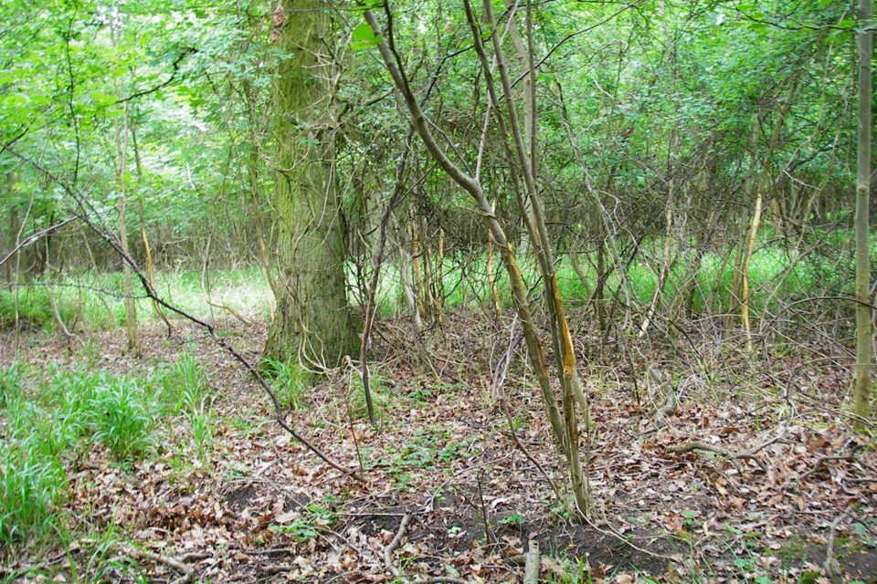 Fraying Deer Damage