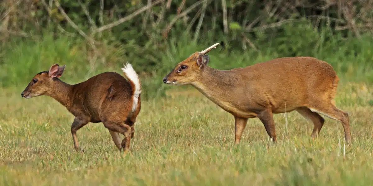 muntjac-deer-mate