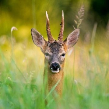 Roe Deer -Solitary, does often with young