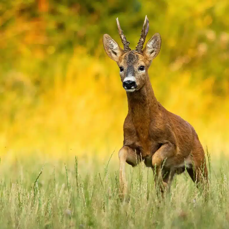 roe-buck