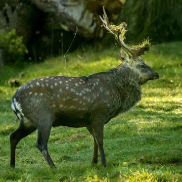 Sika Deer - Can hybridise with red deer populations