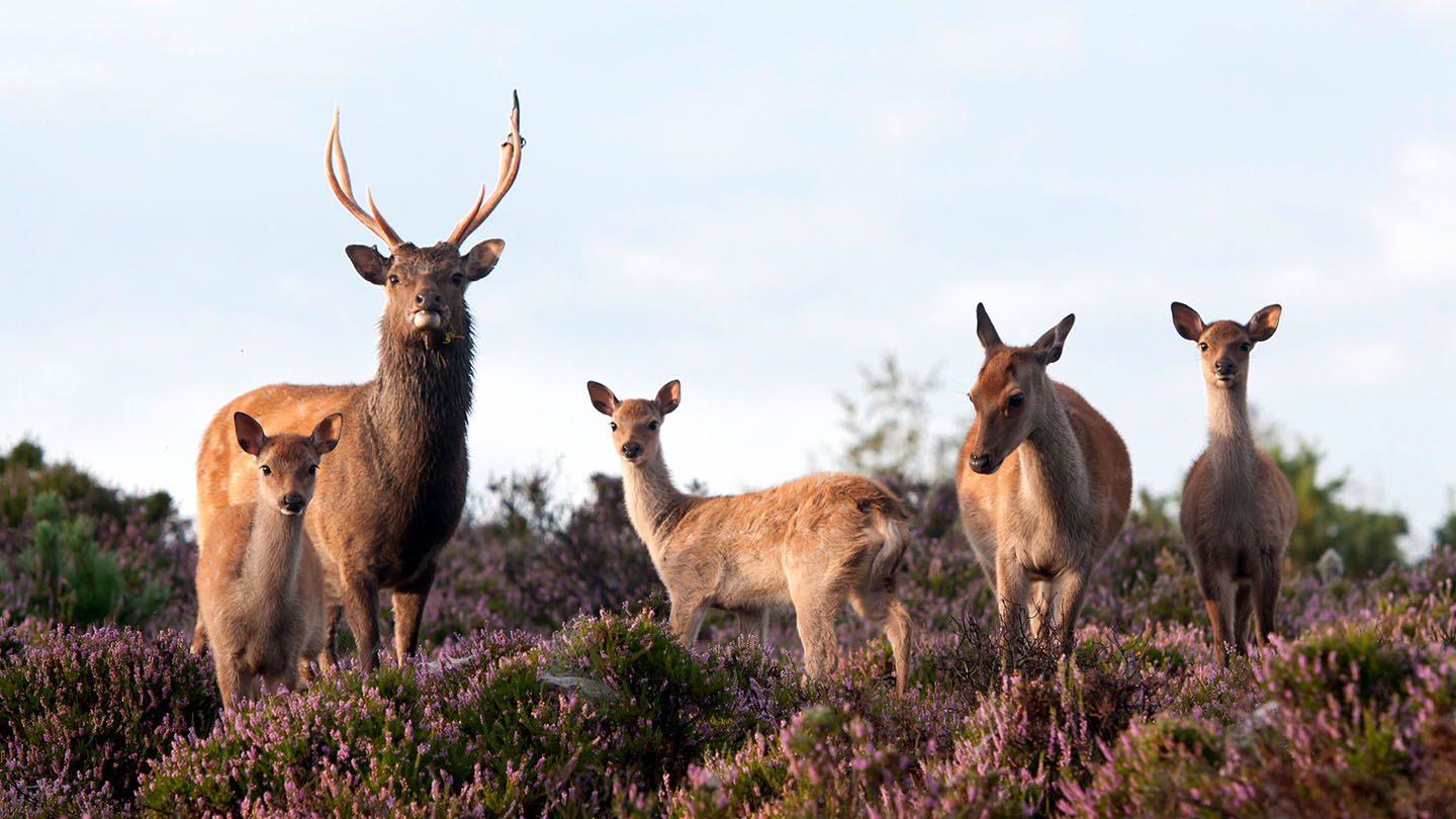 sika-deer-stag-hind